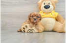 Best Cavalier King Charles Spaniel Baby