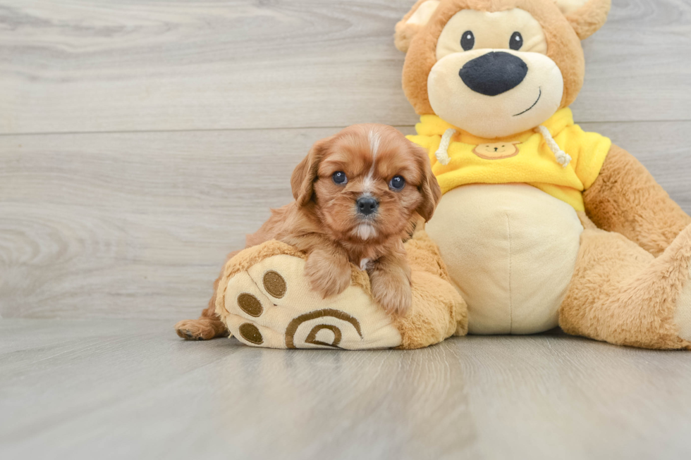 Best Cavalier King Charles Spaniel Baby