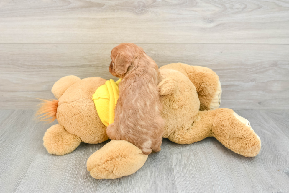 Best Cavalier King Charles Spaniel Baby
