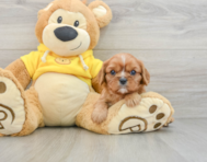 5 week old Cavalier King Charles Spaniel Puppy For Sale - Seaside Pups
