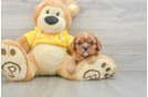 Energetic Cavalier Purebred Puppy