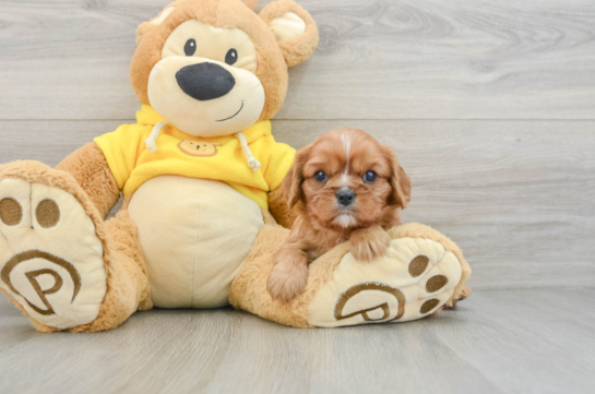 Energetic Cavalier Purebred Puppy