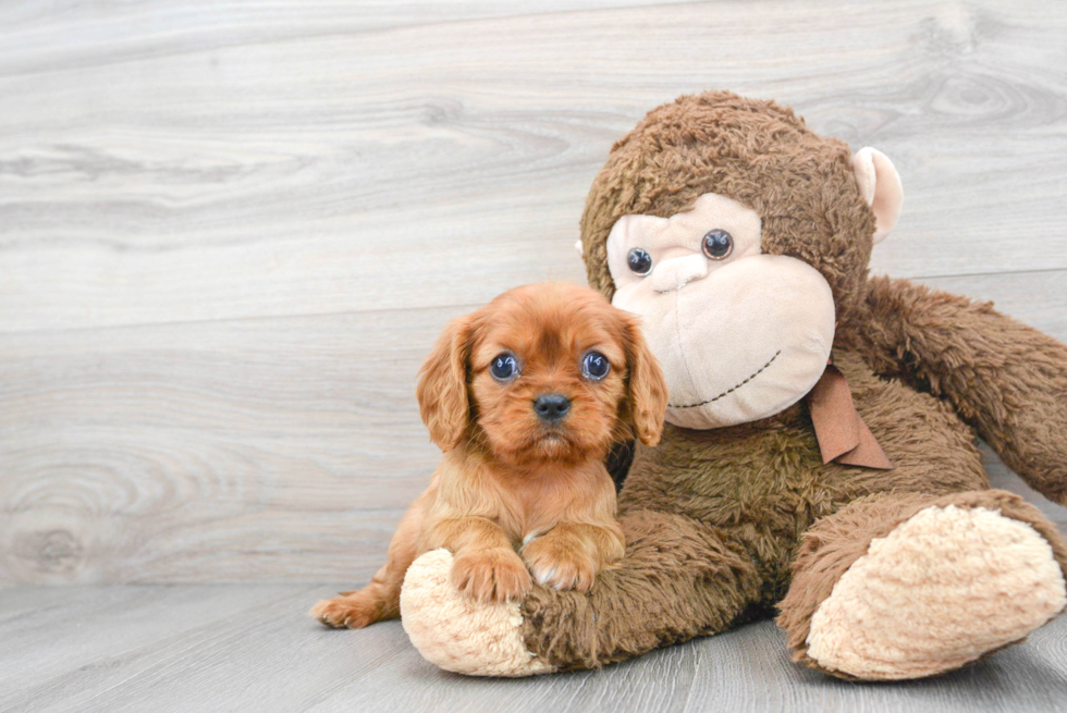 Hypoallergenic Cavalier King Charles Spaniel Baby