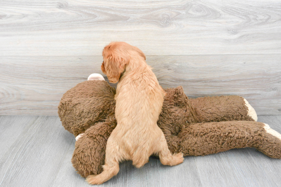 Cavalier King Charles Spaniel Pup Being Cute