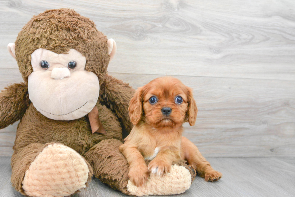Best Cavalier King Charles Spaniel Baby