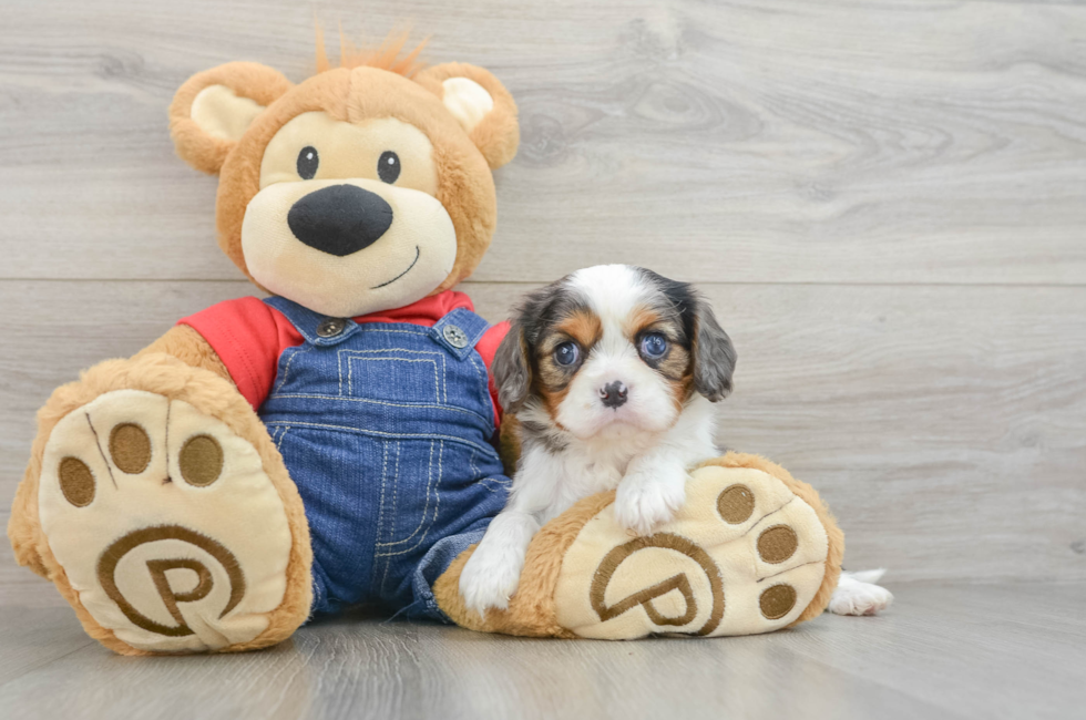 5 week old Cavalier King Charles Spaniel Puppy For Sale - Seaside Pups