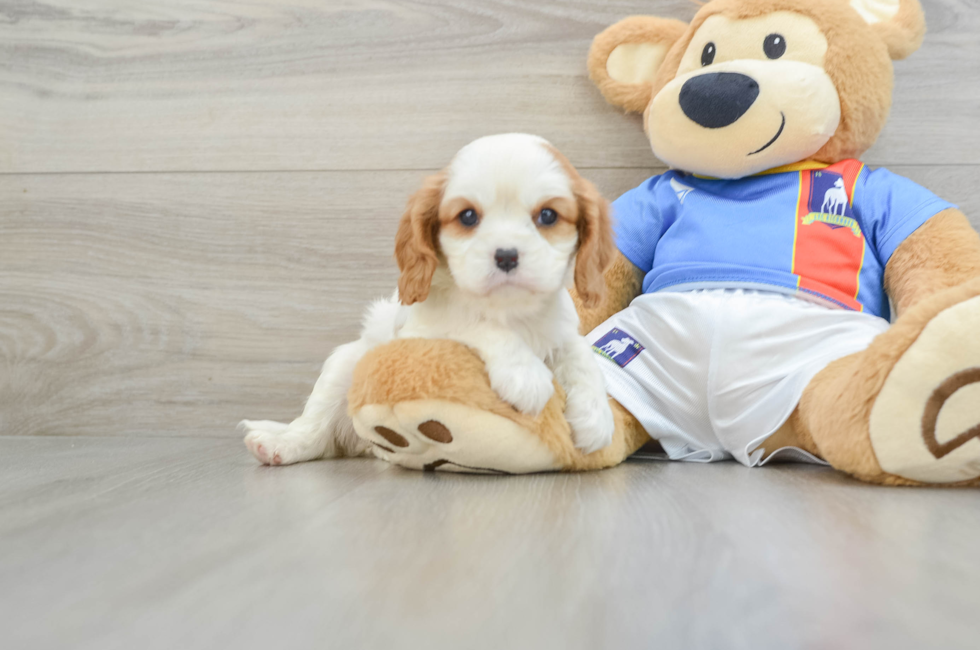 6 week old Cavalier King Charles Spaniel Puppy For Sale - Seaside Pups