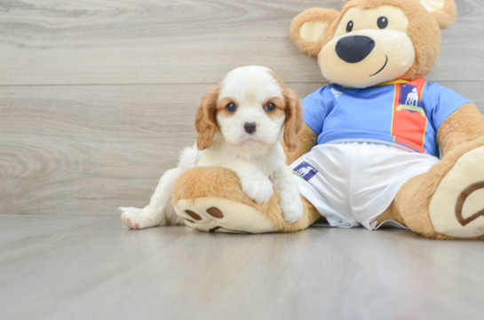 Hypoallergenic Cavalier King Charles Spaniel Baby