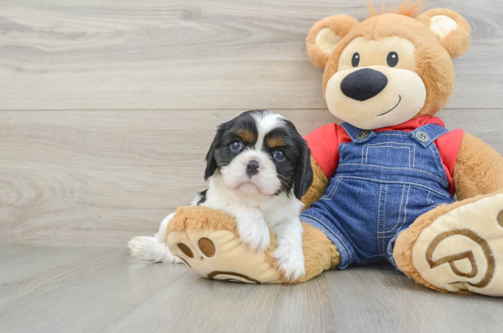 5 week old Cavalier King Charles Spaniel Puppy For Sale - Seaside Pups