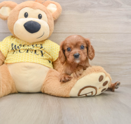6 week old Cavalier King Charles Spaniel Puppy For Sale - Seaside Pups