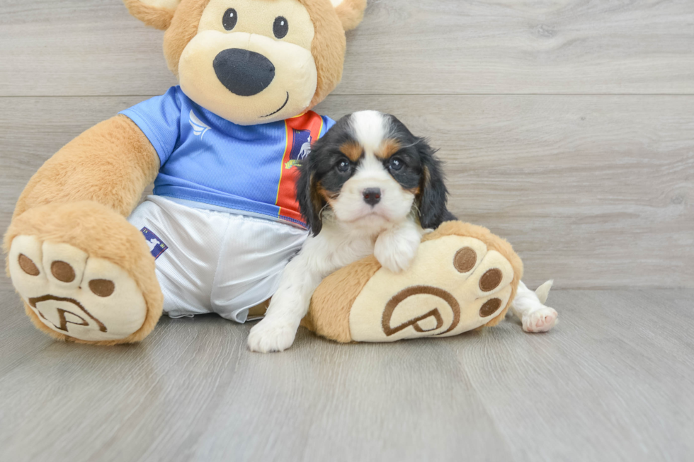 Cavalier King Charles Spaniel Pup Being Cute