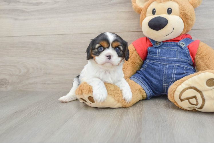 Funny Cavalier King Charles Spaniel Baby