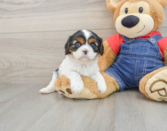 6 week old Cavalier King Charles Spaniel Puppy For Sale - Seaside Pups
