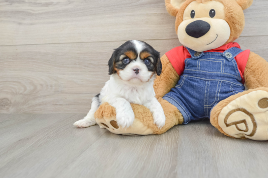 Funny Cavalier King Charles Spaniel Baby