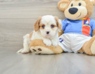 6 week old Cavalier King Charles Spaniel Puppy For Sale - Seaside Pups