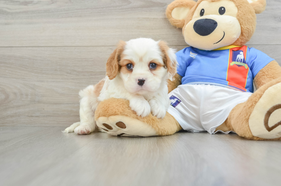 6 week old Cavalier King Charles Spaniel Puppy For Sale - Seaside Pups