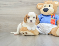 6 week old Cavalier King Charles Spaniel Puppy For Sale - Seaside Pups