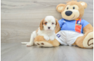 Cavalier King Charles Spaniel Puppy for Adoption