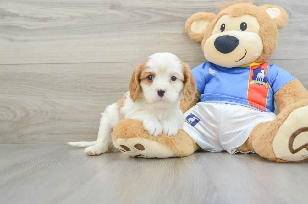 6 week old Cavalier King Charles Spaniel Puppy For Sale - Seaside Pups