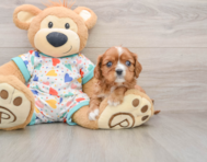 5 week old Cavalier King Charles Spaniel Puppy For Sale - Seaside Pups