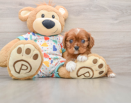 6 week old Cavalier King Charles Spaniel Puppy For Sale - Seaside Pups