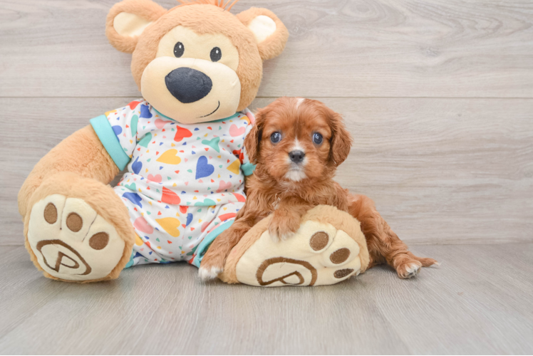 Playful Cavalier King Charles Spaniel Baby
