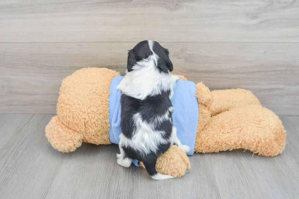 Cavalier King Charles Spaniel Puppy for Adoption