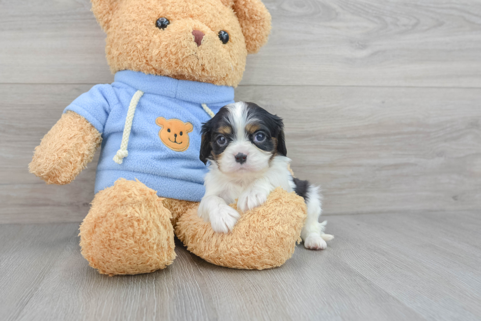 Funny Cavalier King Charles Spaniel Purebred Pup