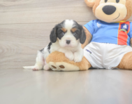 5 week old Cavalier King Charles Spaniel Puppy For Sale - Seaside Pups