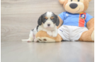 Hypoallergenic Cavalier King Charles Spaniel Baby