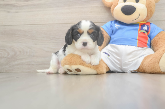 Hypoallergenic Cavalier King Charles Spaniel Baby