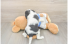 Akc Registered Cavalier King Charles Spaniel Baby