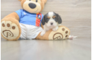 Energetic Cavalier Purebred Puppy