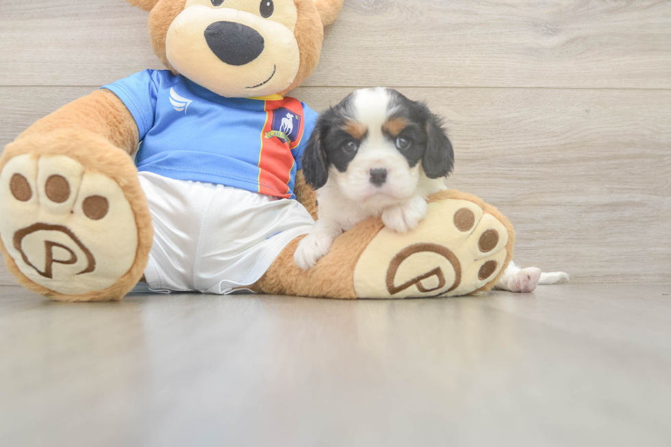 Energetic Cavalier Purebred Puppy