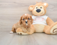 5 week old Cavalier King Charles Spaniel Puppy For Sale - Seaside Pups