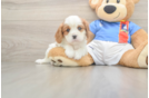Best Cavalier King Charles Spaniel Baby