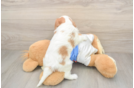 Cavalier King Charles Spaniel Puppy for Adoption