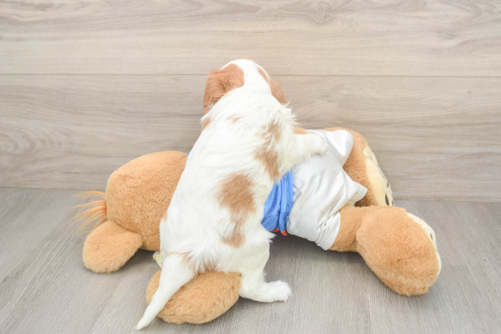Cavalier King Charles Spaniel Puppy for Adoption