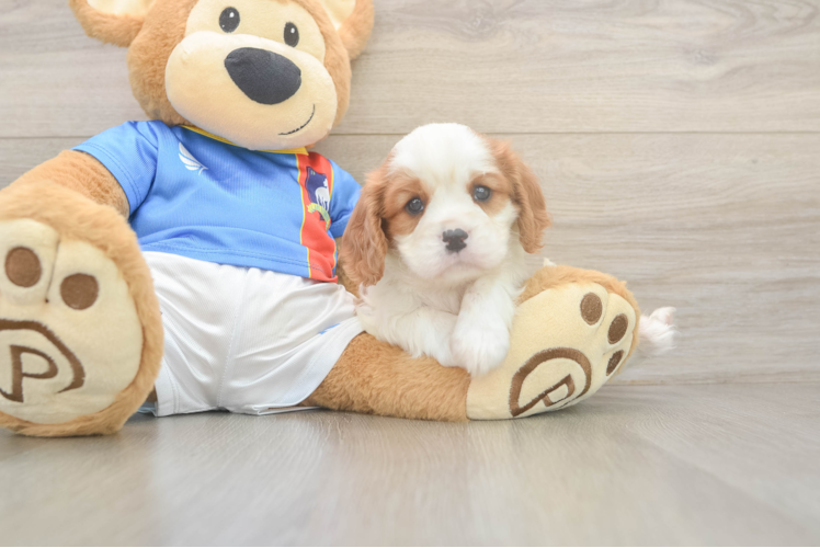 Cavalier King Charles Spaniel Pup Being Cute