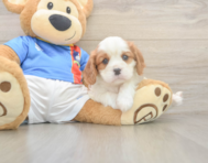 5 week old Cavalier King Charles Spaniel Puppy For Sale - Seaside Pups