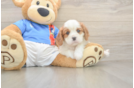 Cavalier King Charles Spaniel Pup Being Cute