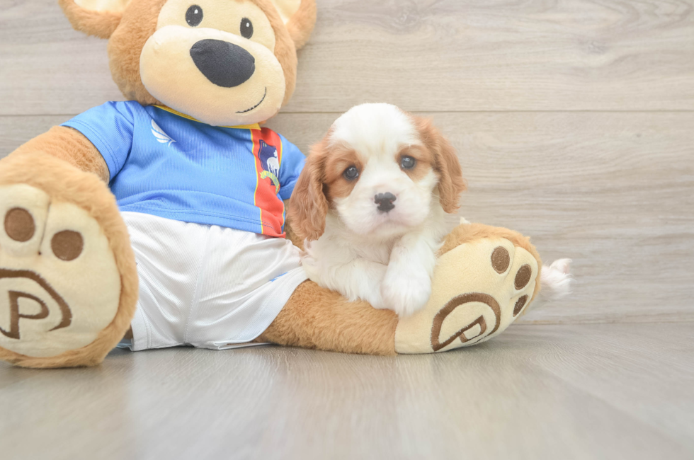 5 week old Cavalier King Charles Spaniel Puppy For Sale - Seaside Pups