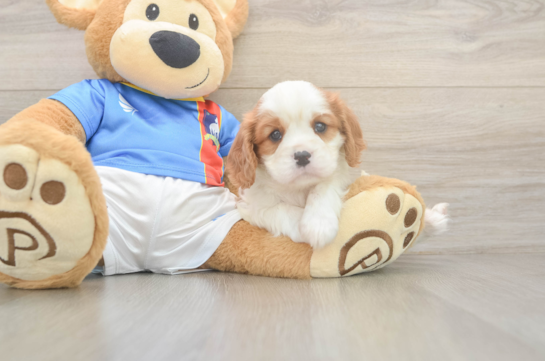 Cavalier King Charles Spaniel Pup Being Cute
