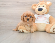 5 week old Cavalier King Charles Spaniel Puppy For Sale - Seaside Pups