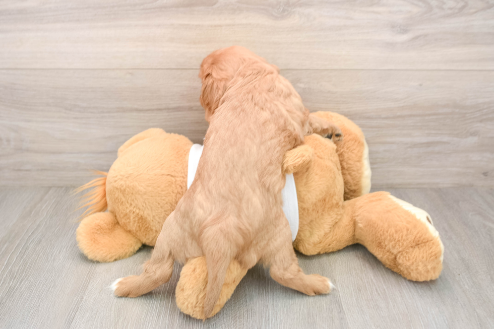 Best Cavalier King Charles Spaniel Baby