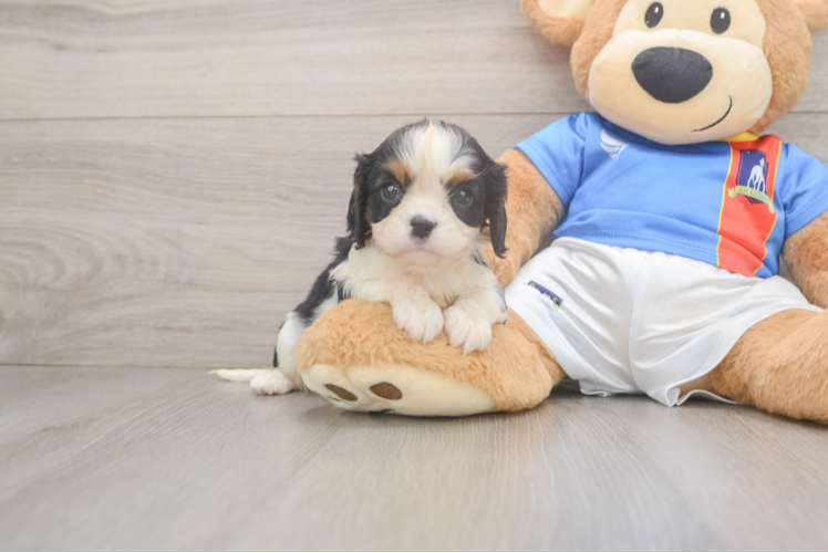 Best Cavalier King Charles Spaniel Baby