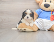 5 week old Cavalier King Charles Spaniel Puppy For Sale - Seaside Pups
