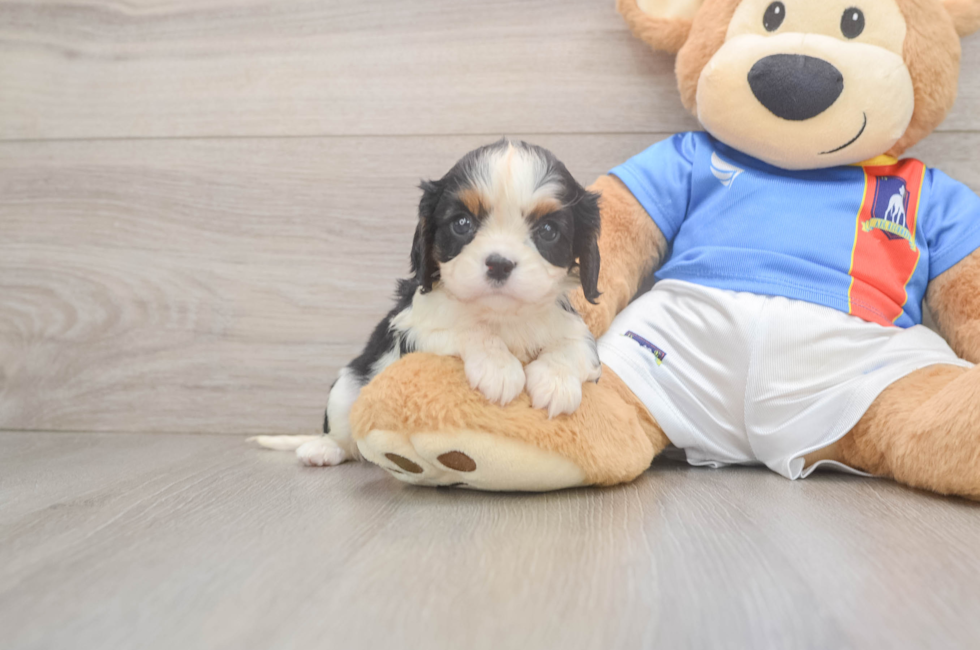 5 week old Cavalier King Charles Spaniel Puppy For Sale - Seaside Pups