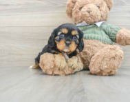 7 week old Cavalier King Charles Spaniel Puppy For Sale - Seaside Pups