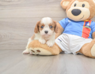 5 week old Cavalier King Charles Spaniel Puppy For Sale - Seaside Pups